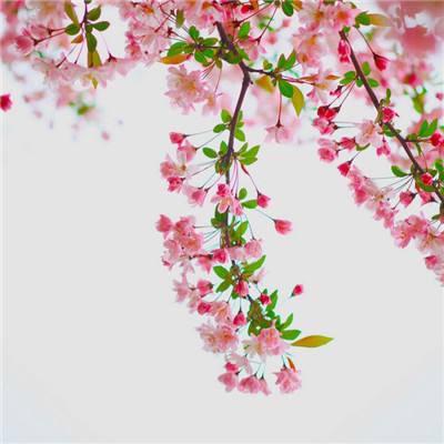 青春全力忍公益服下载